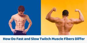 How Do Fast and Slow Twitch Muscle Fibers Differ