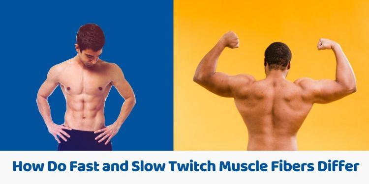 You are currently viewing How Do Fast and Slow Twitch Muscle Fibers Differ