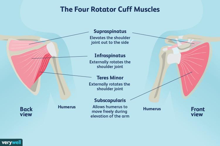 rotator-cuff-tear-vs-impingement-how-to-tell-the-difference-mma-life